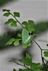 Synchlora frondaria