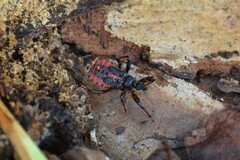 Rhynocoris annulatus