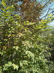 Zelkova