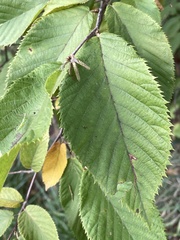 Ostrya virginiana