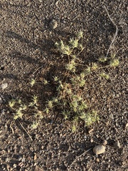 Munroa squarrosa
