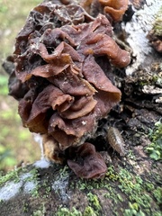 Phaeotremella foliacea