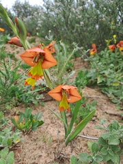 Gladiolus alatus