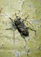 Aegomorphus modestus