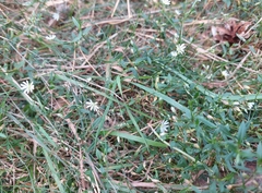 Stellaria graminea
