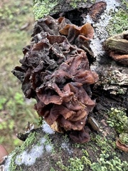 Phaeotremella foliacea