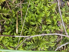 Hypnum cupressiforme