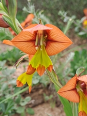 Gladiolus alatus