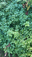 Pachysandra terminalis