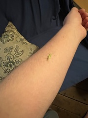 Trigonotylus caelestialium