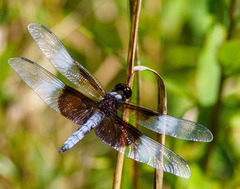 Libellula luctuosa
