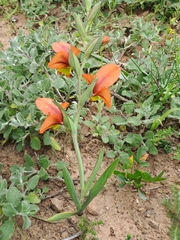 Gladiolus alatus