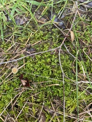 Hypnum cupressiforme