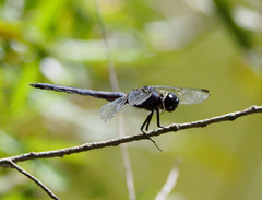 Libellula incesta