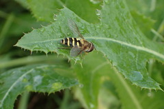Syrphus