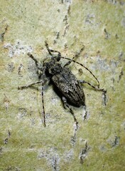 Aegomorphus modestus