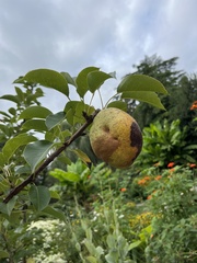Pyrus