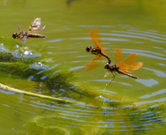 Perithemis tenera