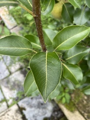 Pyrus