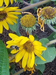 Megachile texana