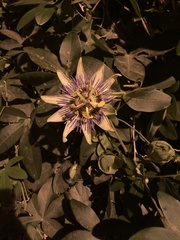 Passiflora caerulea