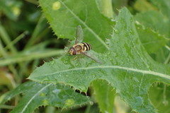 Syrphus