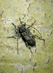 Aegomorphus modestus