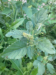 Amaranthus
