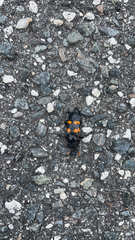 Nicrophorus carolina