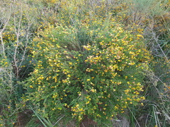 Bossiaea cinerea
