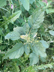 Amaranthus