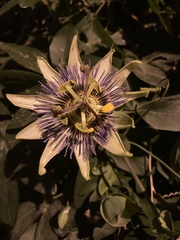 Passiflora caerulea