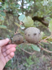 Andricus quercustozae