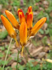 Ixia maculata