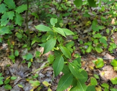 Lysimachia quadrifolia