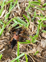 Staphylinus dimidiaticornis