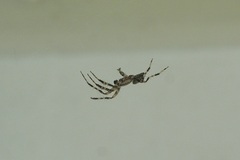 Araneus nordmanni