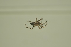 Araneus nordmanni