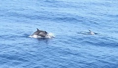 Delphinus