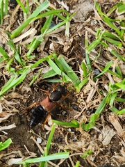 Staphylinus dimidiaticornis