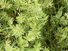 Eragrostis reptans