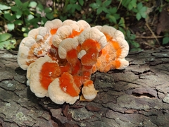 Laetiporus sulphureus