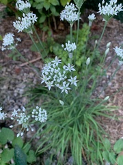 Allium