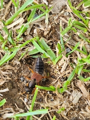 Staphylinus dimidiaticornis