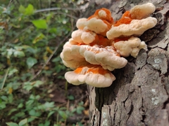 Laetiporus sulphureus