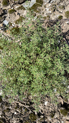 Leucospora multifida