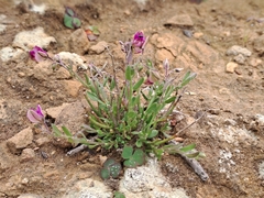 Polygala affinis