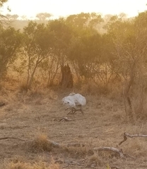 Hippopotamidae