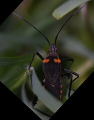 Phthiacnemia picta