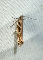 Aristotelia fungivorella
